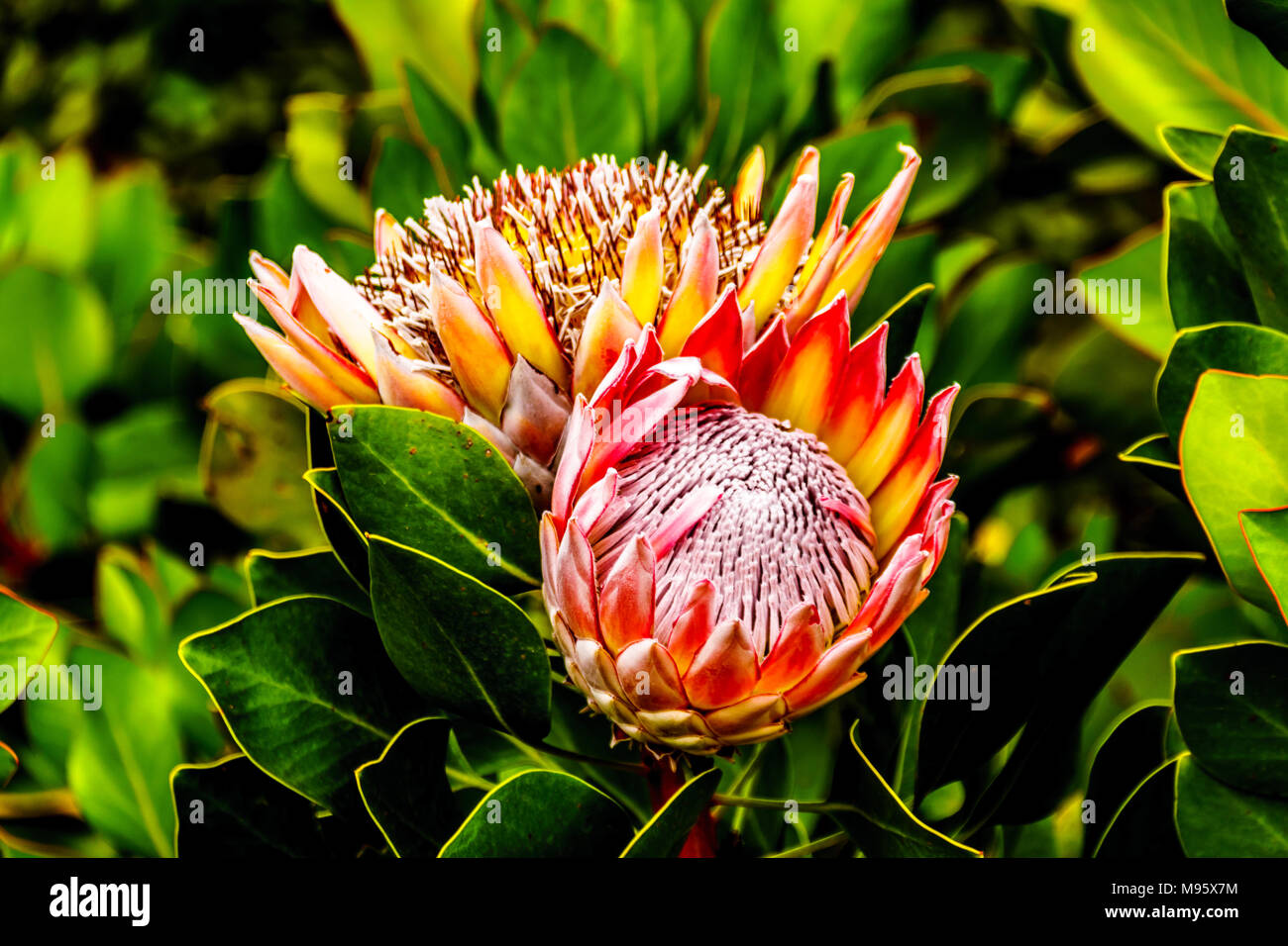 Chiusura del Protea Fiori in piena fioritura lungo il Franschhoek passano nella provincia del Capo occidentale del Sud Africa Foto Stock