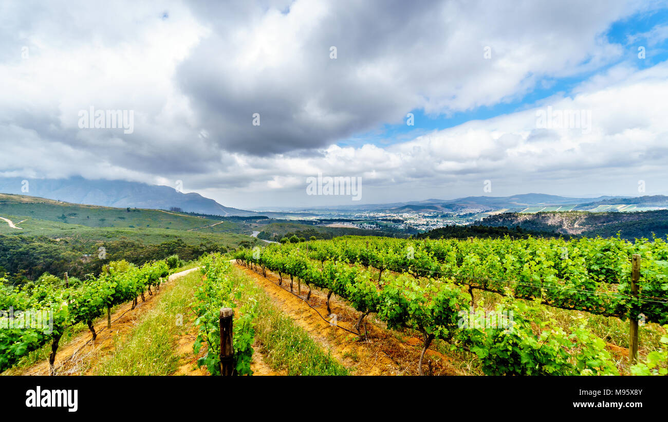 Uliveti e vigneti circondati da montagne lungo la strada Helshoogte tra le città storiche di Stellenbosch e Franschhoek in Sud Africa Foto Stock