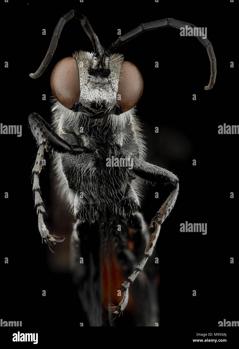 Prionyx thomae, M, faccia a Guantánamo Bay a Cuba Foto Stock