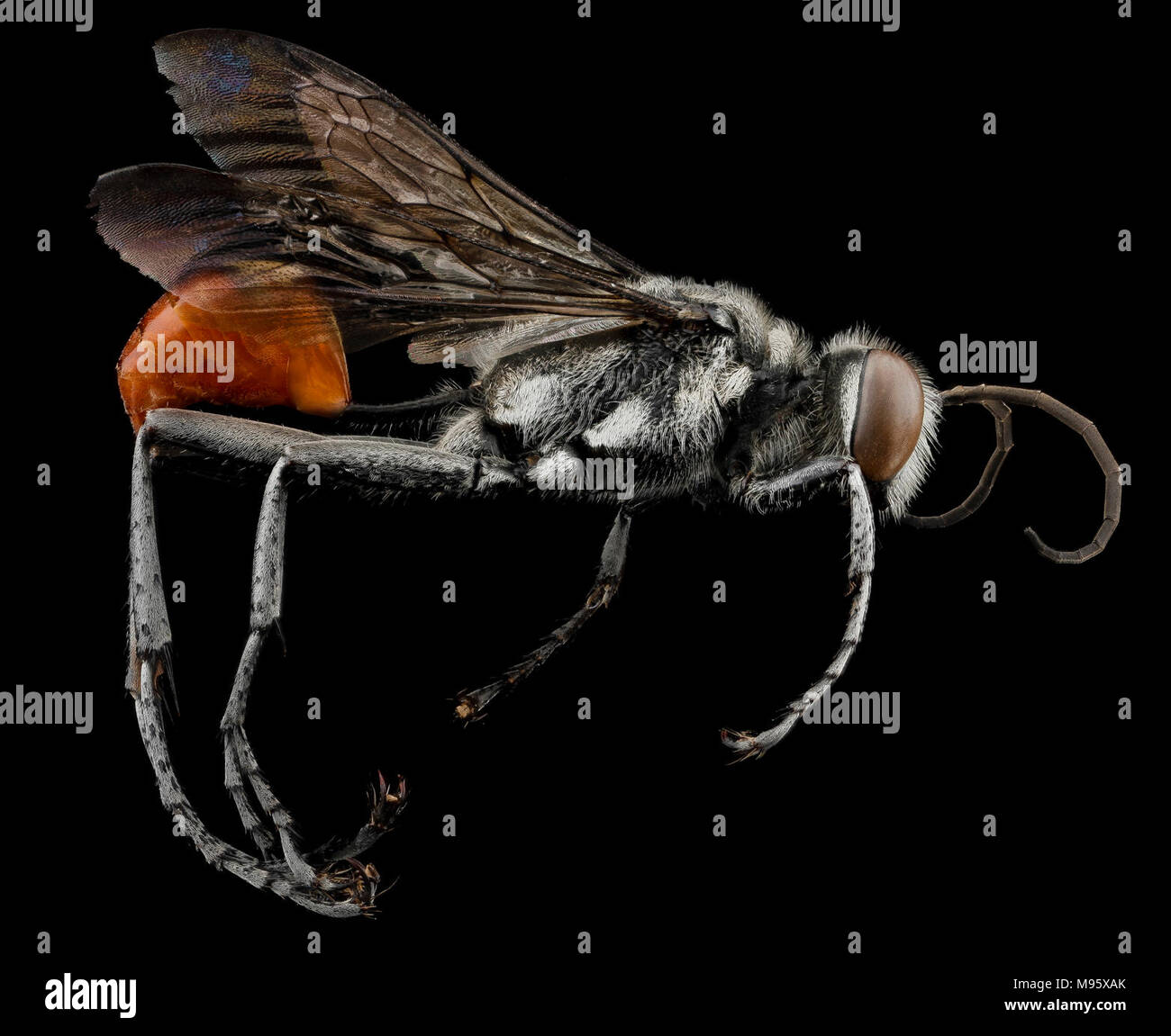 Prionyx thomae, M, a lato di Guantánamo Bay a Cuba Foto Stock