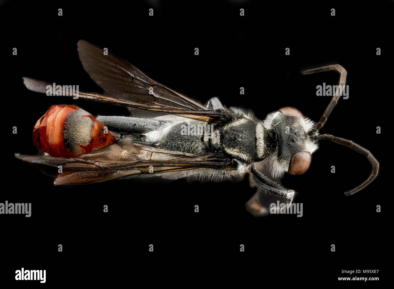 Prionyx thomae, M, indietro di Guantánamo Bay a Cuba Foto Stock