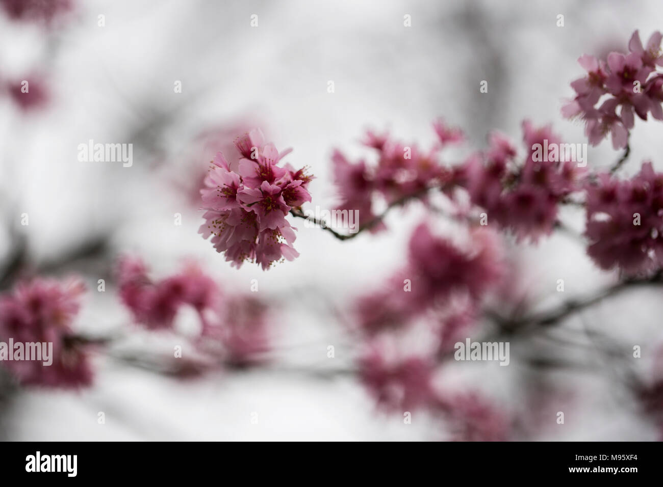 Gli alberi di ciliegio (Prunus sargentii) che fiorisce in primavera in Atlanta, Georgia. Foto Stock