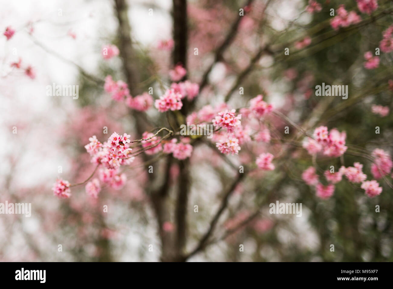 Gli alberi di ciliegio (Prunus sargentii) che fiorisce in primavera in Atlanta, Georgia. Foto Stock
