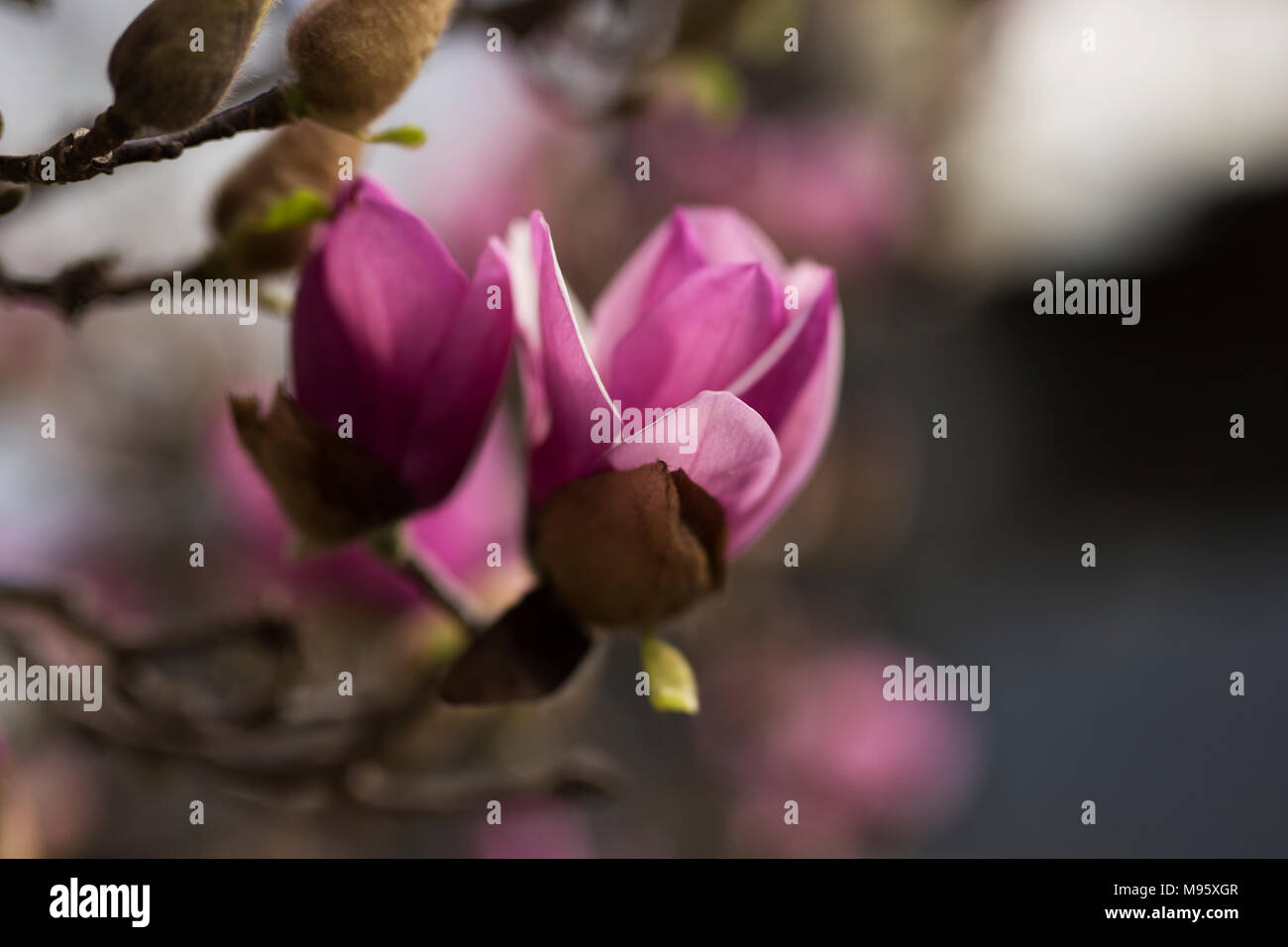 Rosa e Bianco piattino fiori di magnolia (x Magnolia soulangeana) che cresce su un albero in Atlanta, Foto Stock