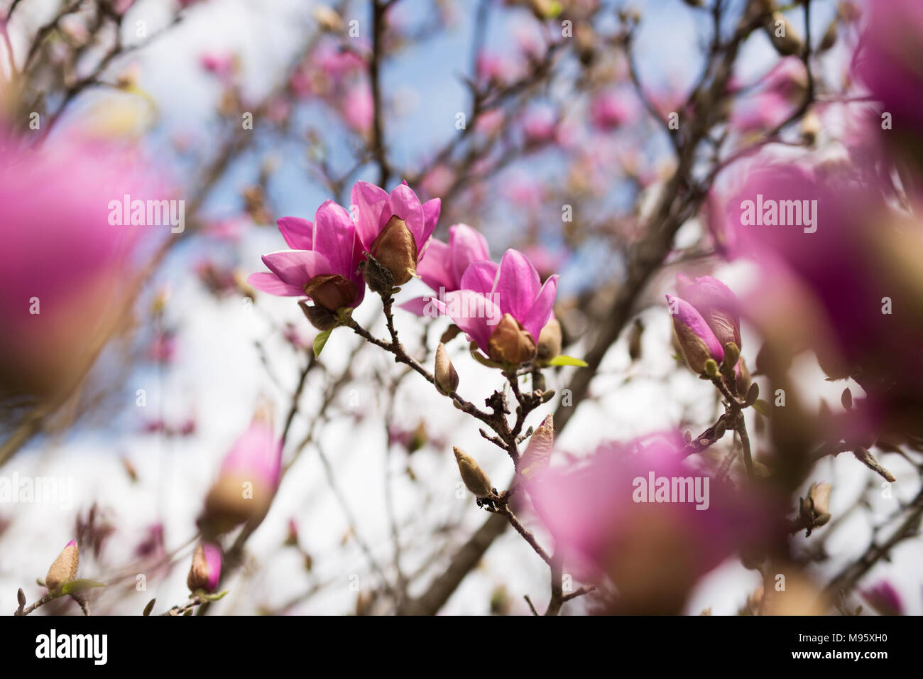 Rosa e Bianco piattino fiori di magnolia (x Magnolia soulangeana) che cresce su un albero in Atlanta, Foto Stock