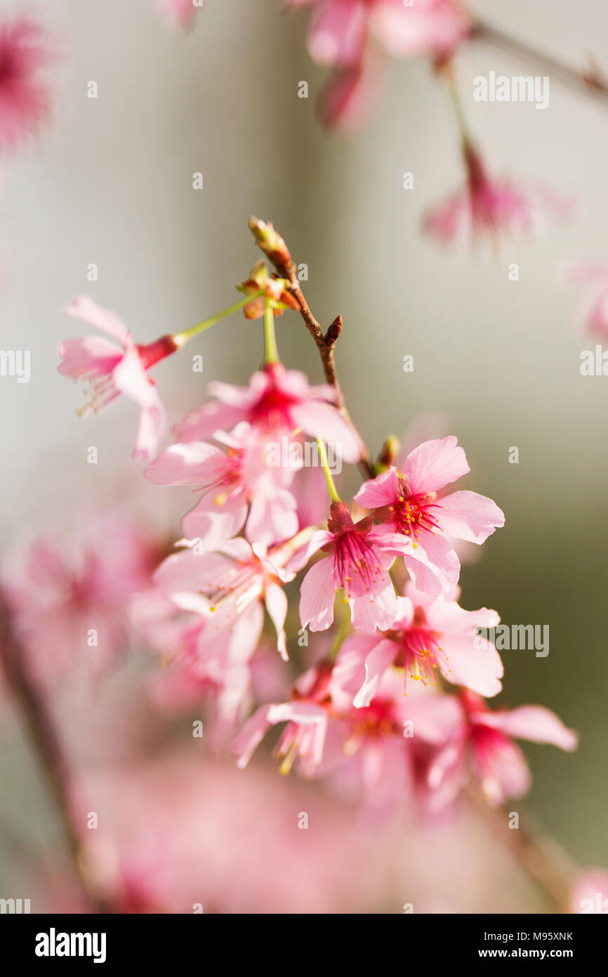 Gli alberi di ciliegio (Prunus sargentii) che fiorisce in primavera in Atlanta, Georgia. Foto Stock