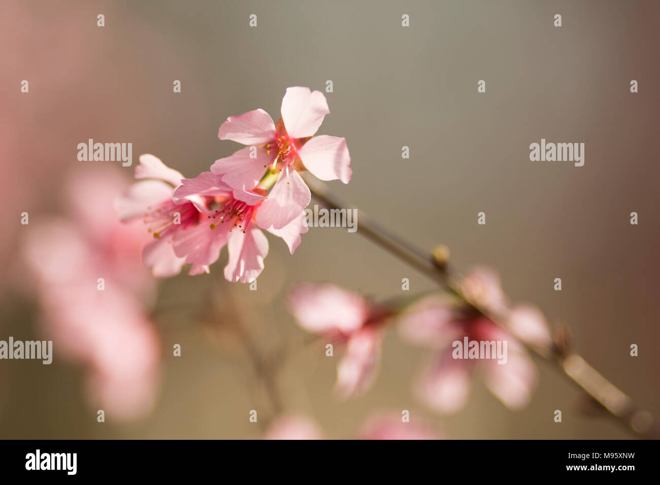 Gli alberi di ciliegio (Prunus sargentii) che fiorisce in primavera in Atlanta, Georgia. Foto Stock