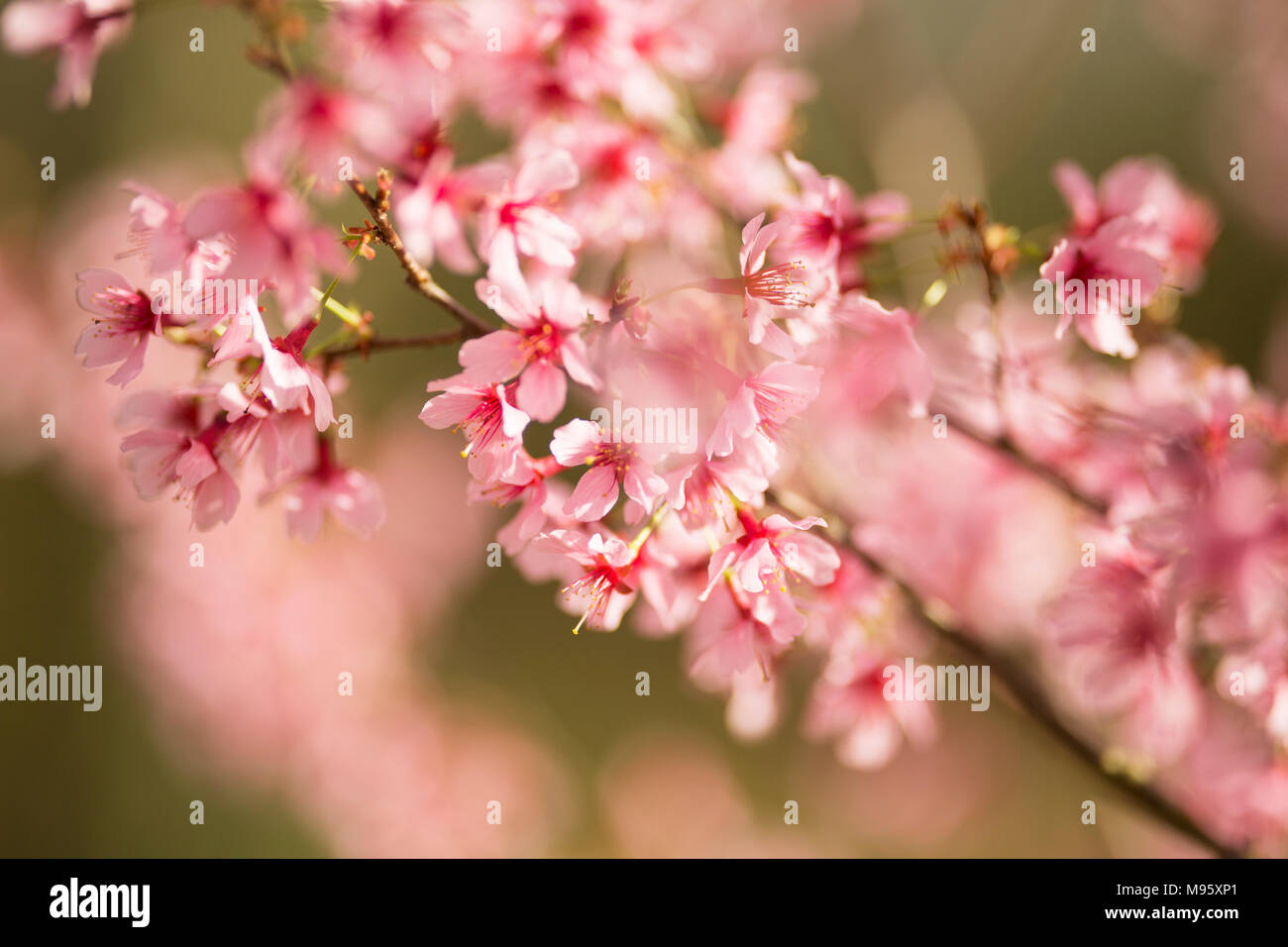 Gli alberi di ciliegio (Prunus sargentii) che fiorisce in primavera in Atlanta, Georgia. Foto Stock