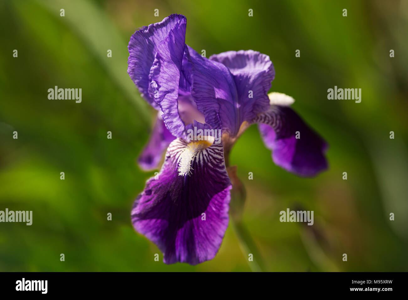 Una bandiera viola iris (iris germanica) cresce in un giardino di primavera Foto Stock