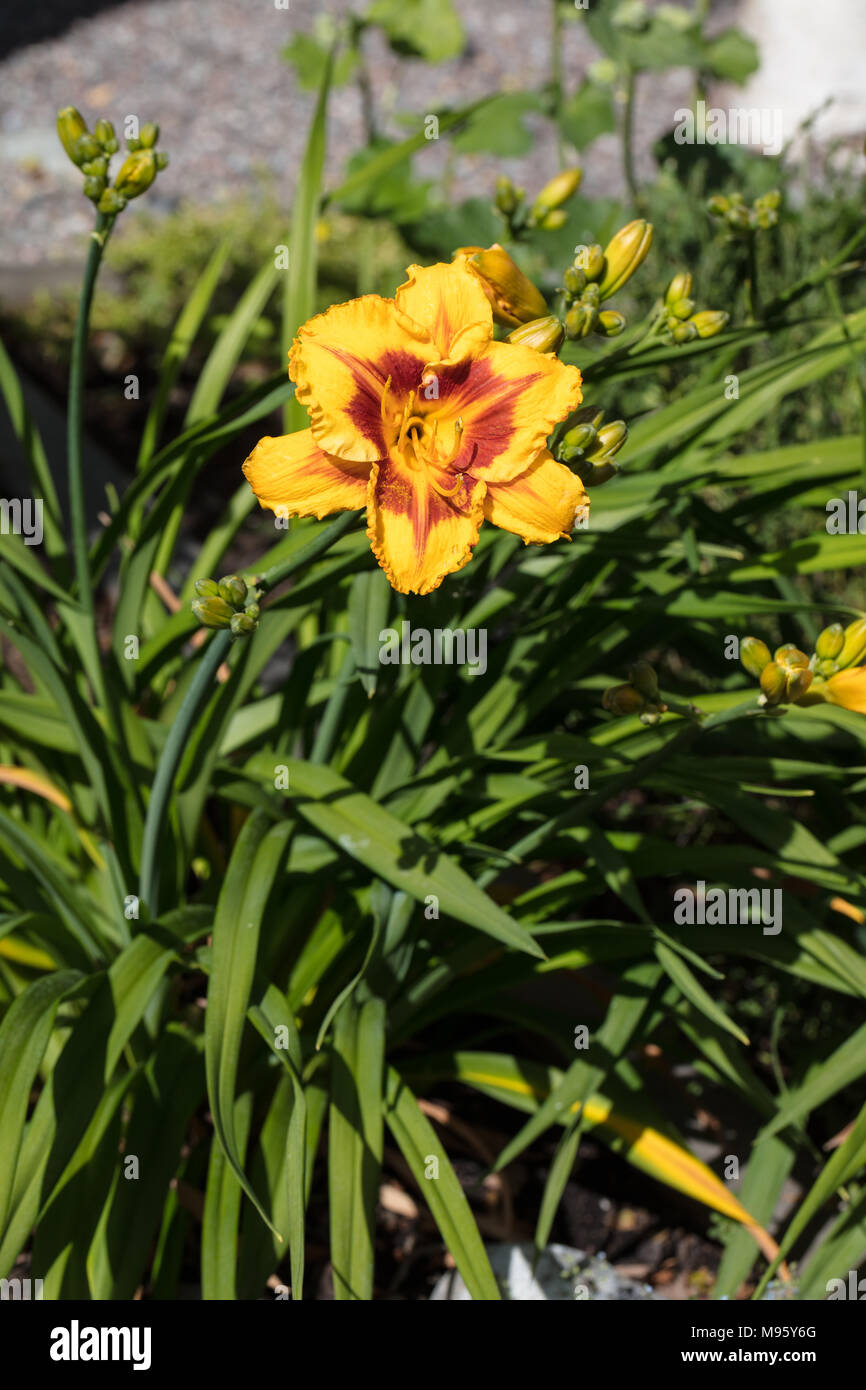 "Ingannare me' Daylily, Daglilja (Hemerocallis) Foto Stock