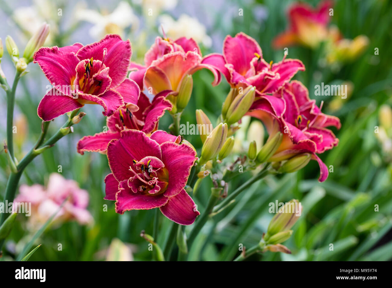 "Forsyth Double Data' Daylily, Daglilja (Hemerocallis) Foto Stock