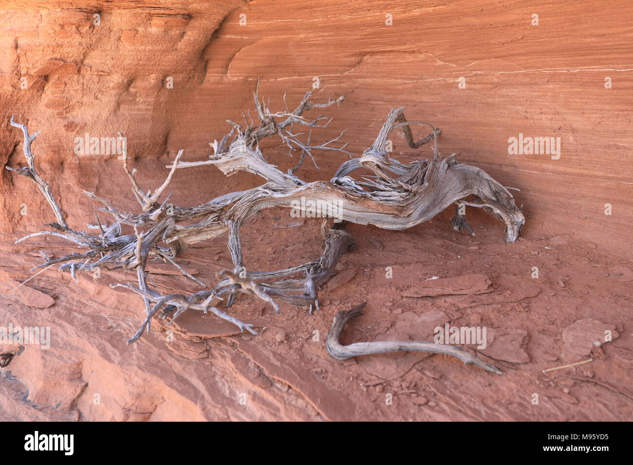 Albero morto ramo contro le rocce rosse di Monument Valley Foto Stock