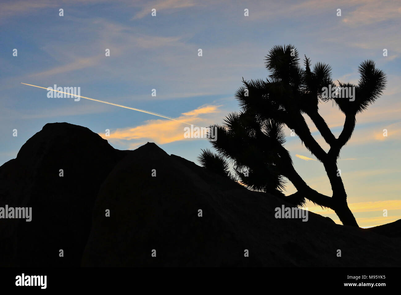 Joshua Tree silhouette con aereo contrail al tramonto Foto Stock