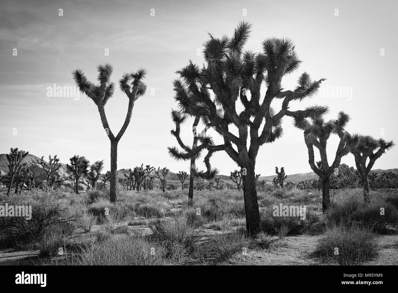 Alberi di Joshua in bianco e nero Foto Stock