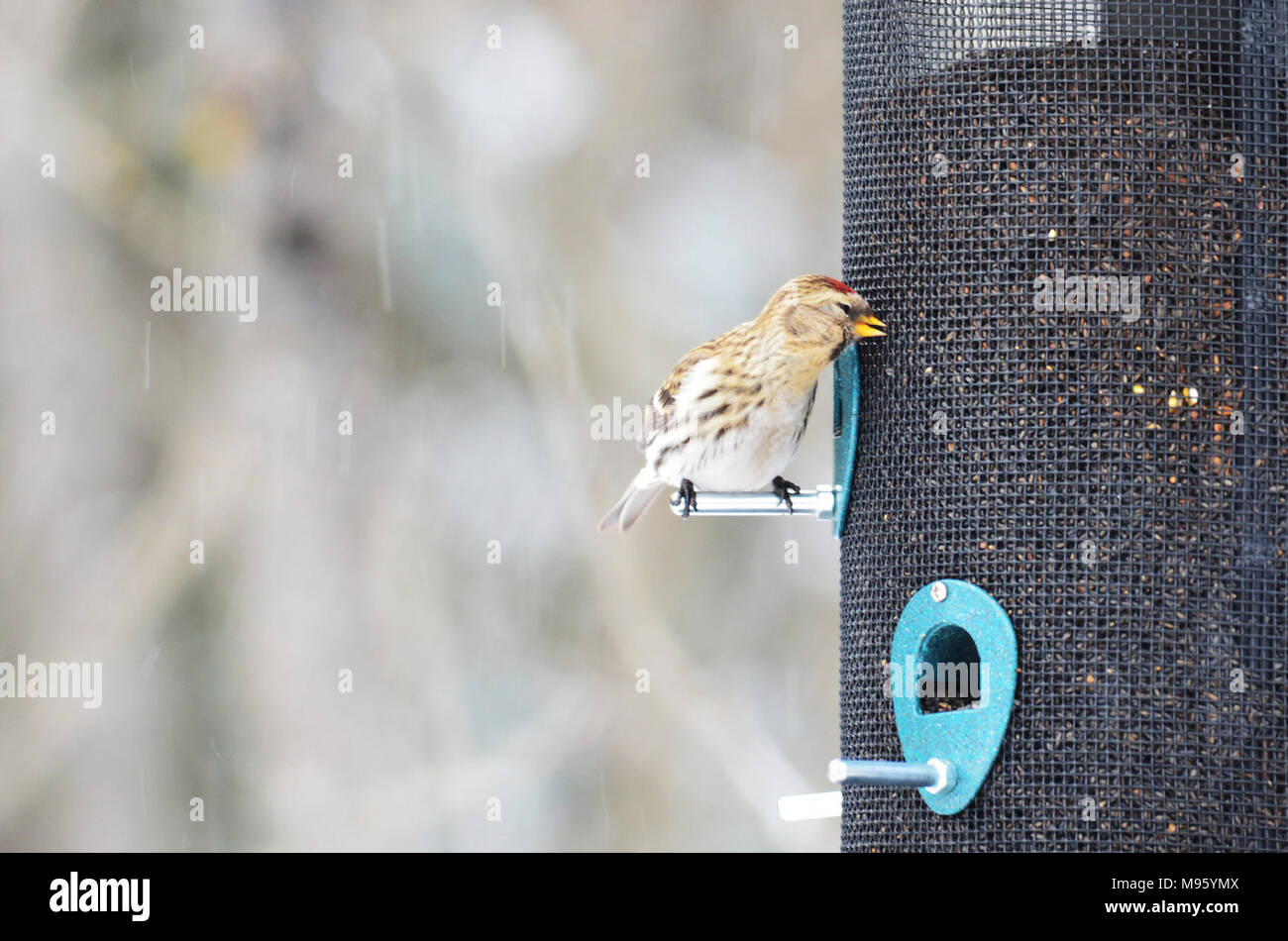 Carduelis flammea Foto Stock