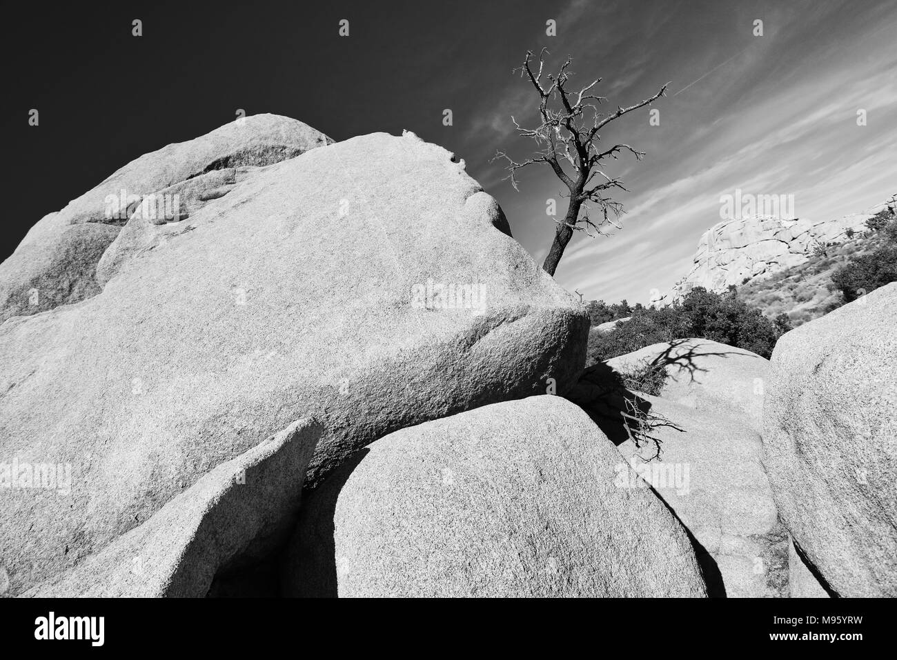 Un Lone Tree sporge di rocce contro il cielo blu a Joshua Tree National Park - bianco e nero Foto Stock
