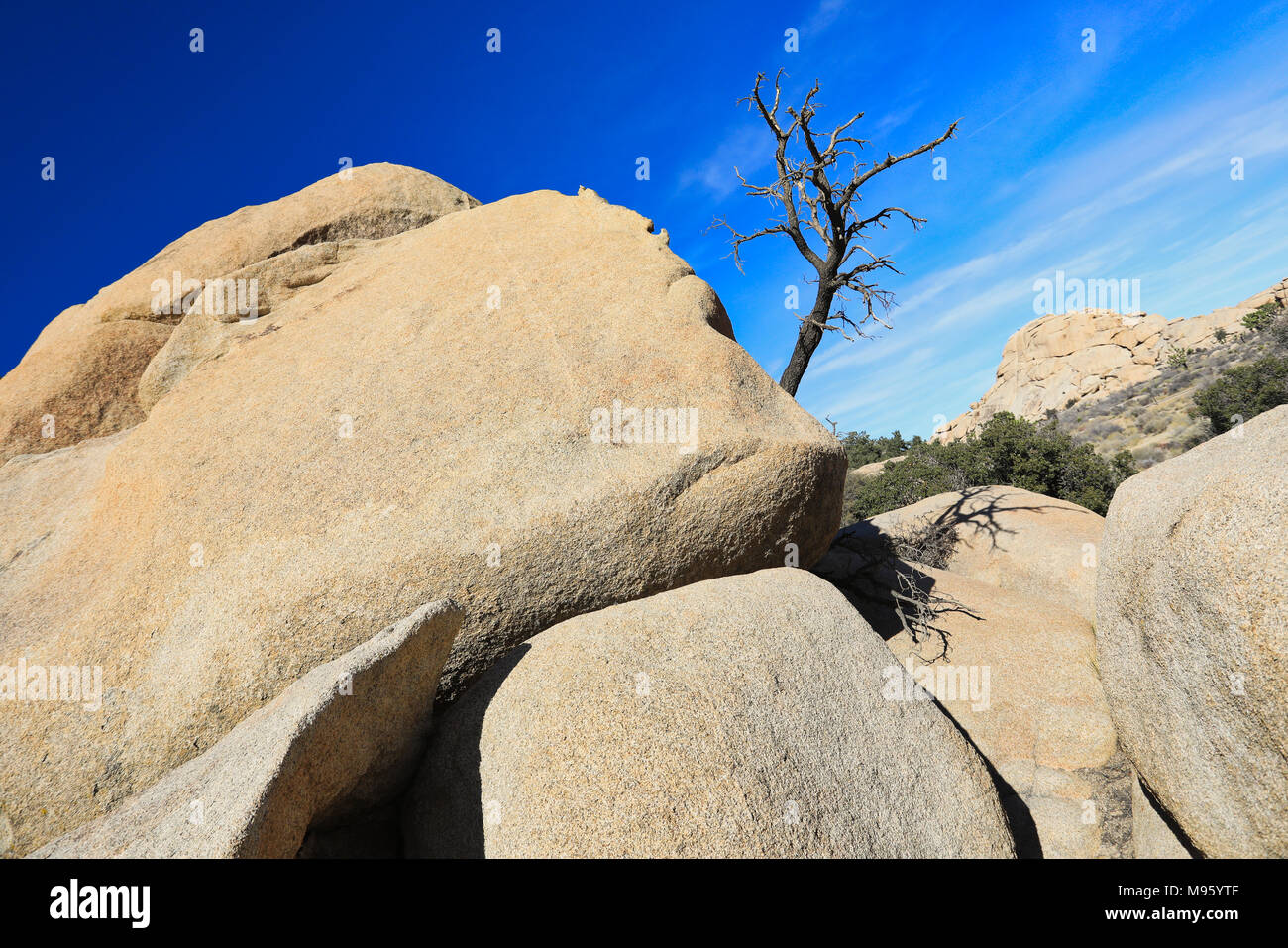 Un Lone Tree sporge di rocce contro il cielo blu nel Parco nazionale di Joshua Tree Foto Stock