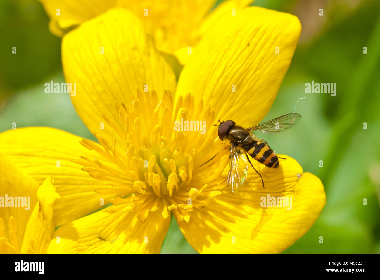 American hover fly, Eupeodes americanus, alimentazione da una palude calendula blossom in Alberta Canada. Foto Stock