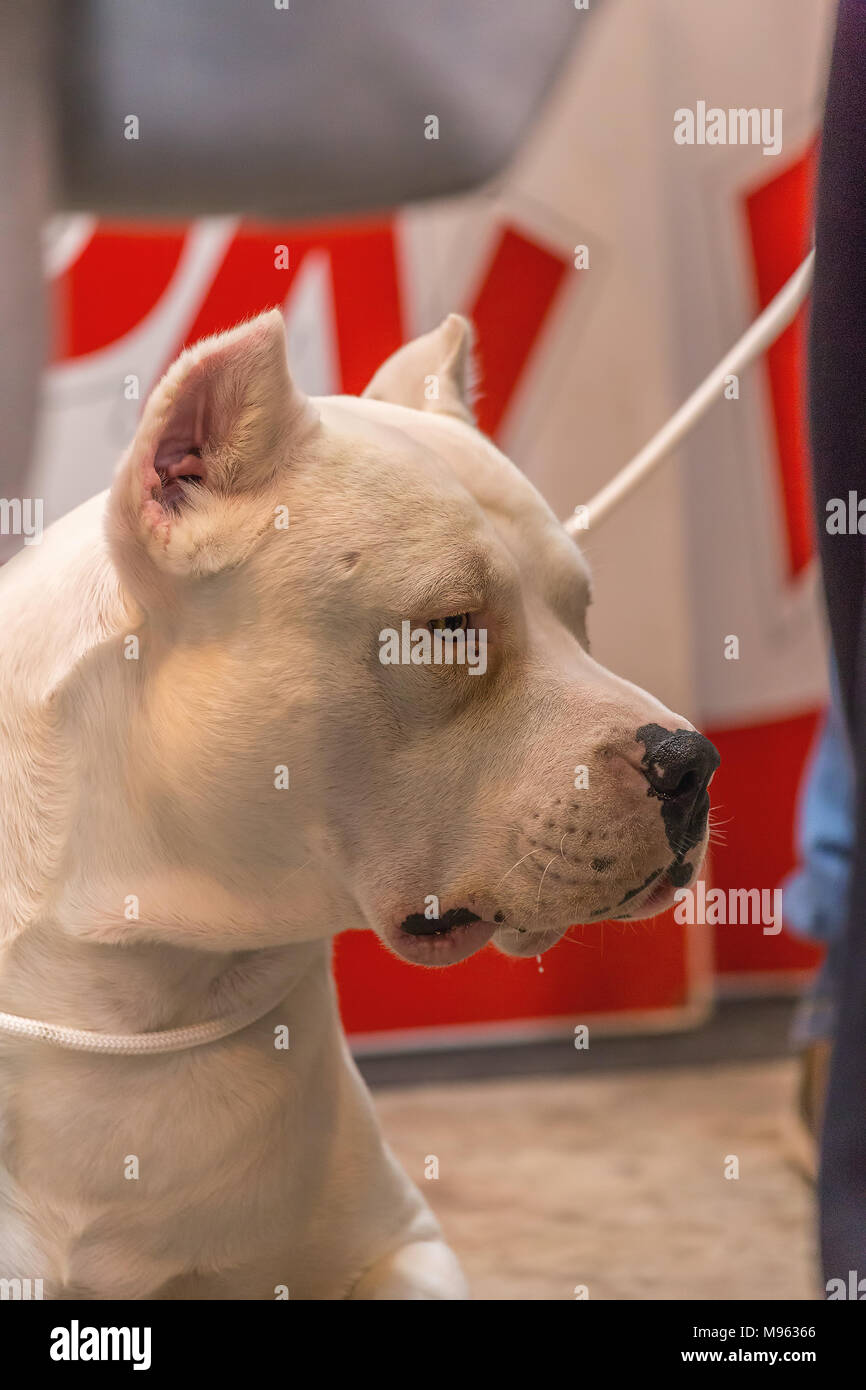 22 International Dog Show Girona 17 Marzo 2018,Spagna, Dogo Argentino Foto Stock