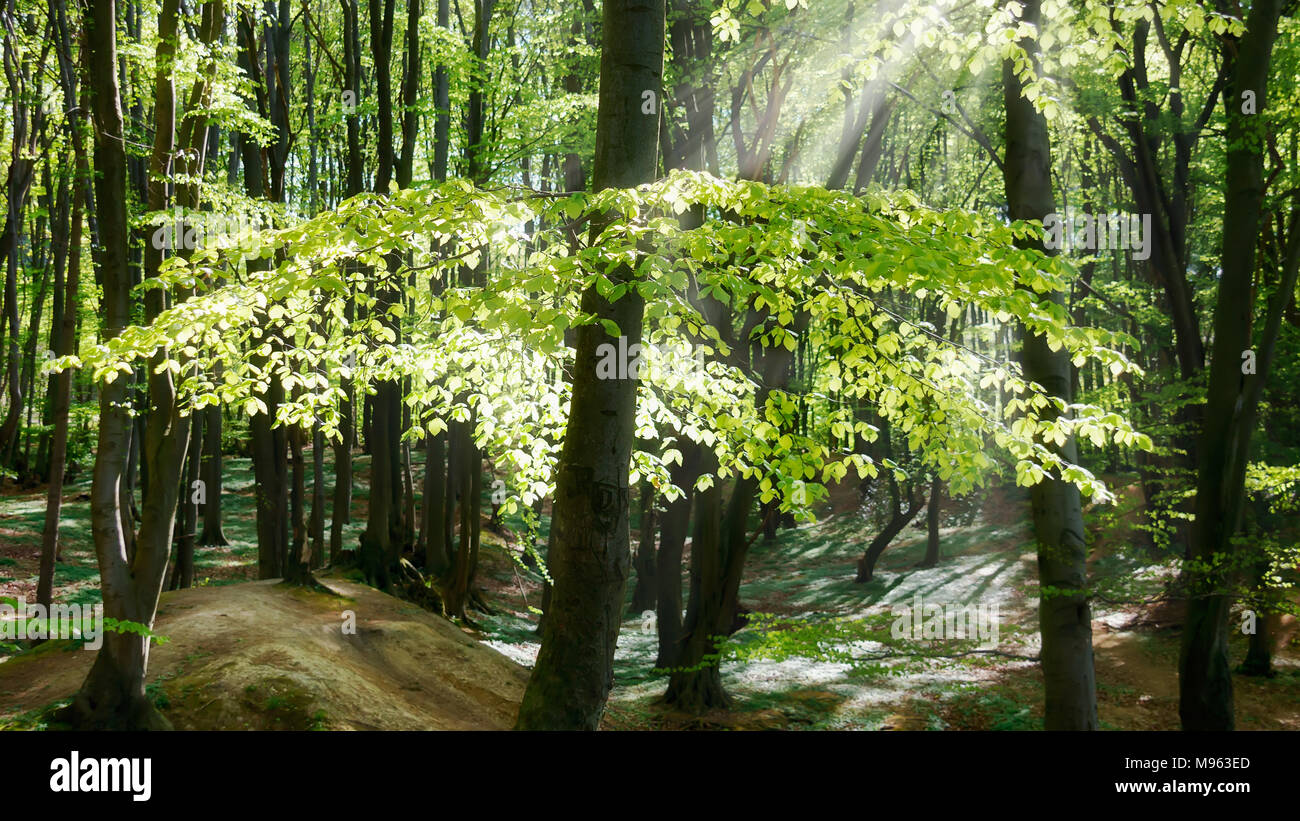 Sunray in un mistico bosco di faggio con foglie verdi, la luce del mattino in primavera, Siebenbirge, Germania, Europa Foto Stock
