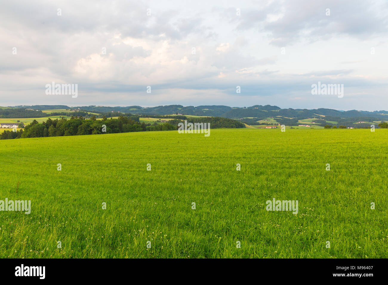 Im Kornfeld Mühlviertel, Österreich Foto Stock