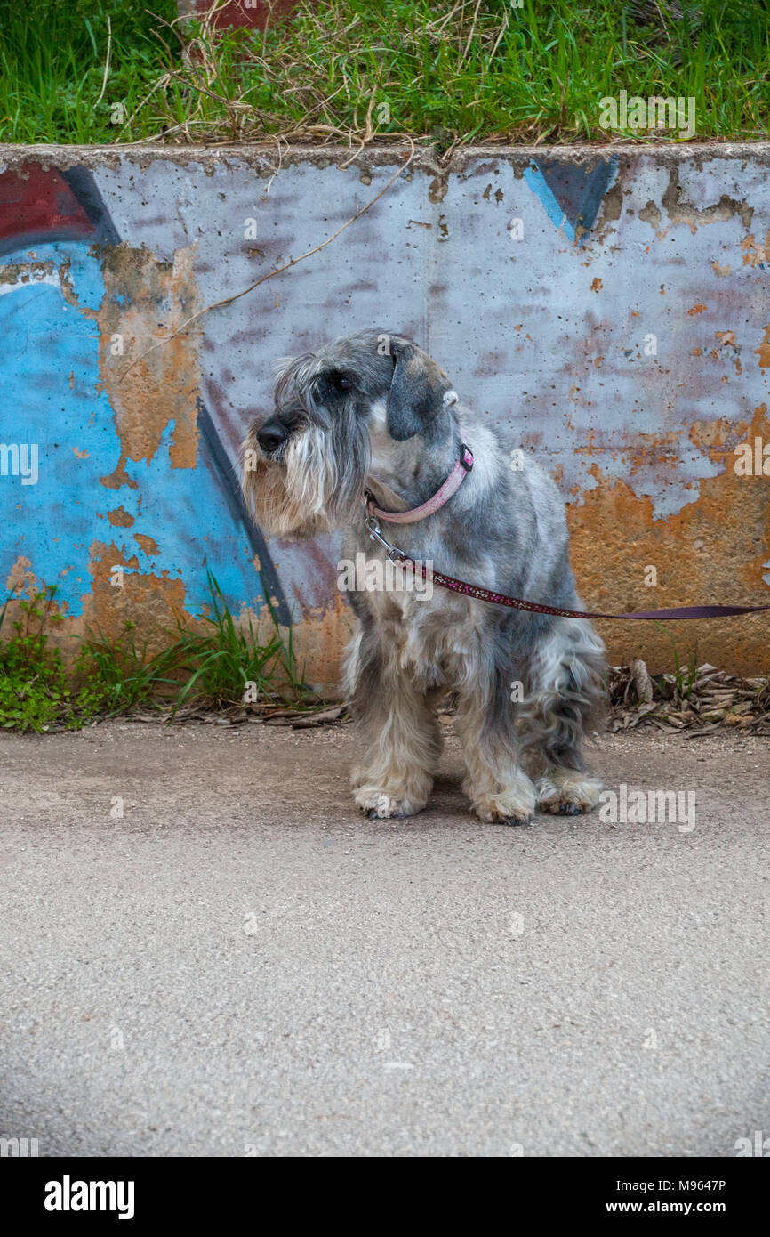 Schnauzer Standard verticale Foto Stock