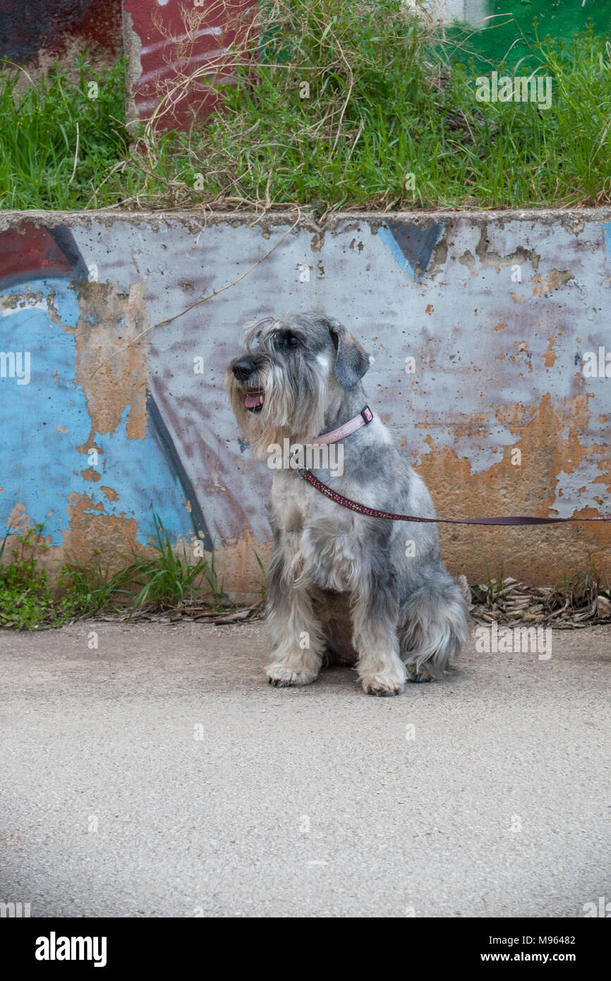 Schnauzer Standard verticale Foto Stock