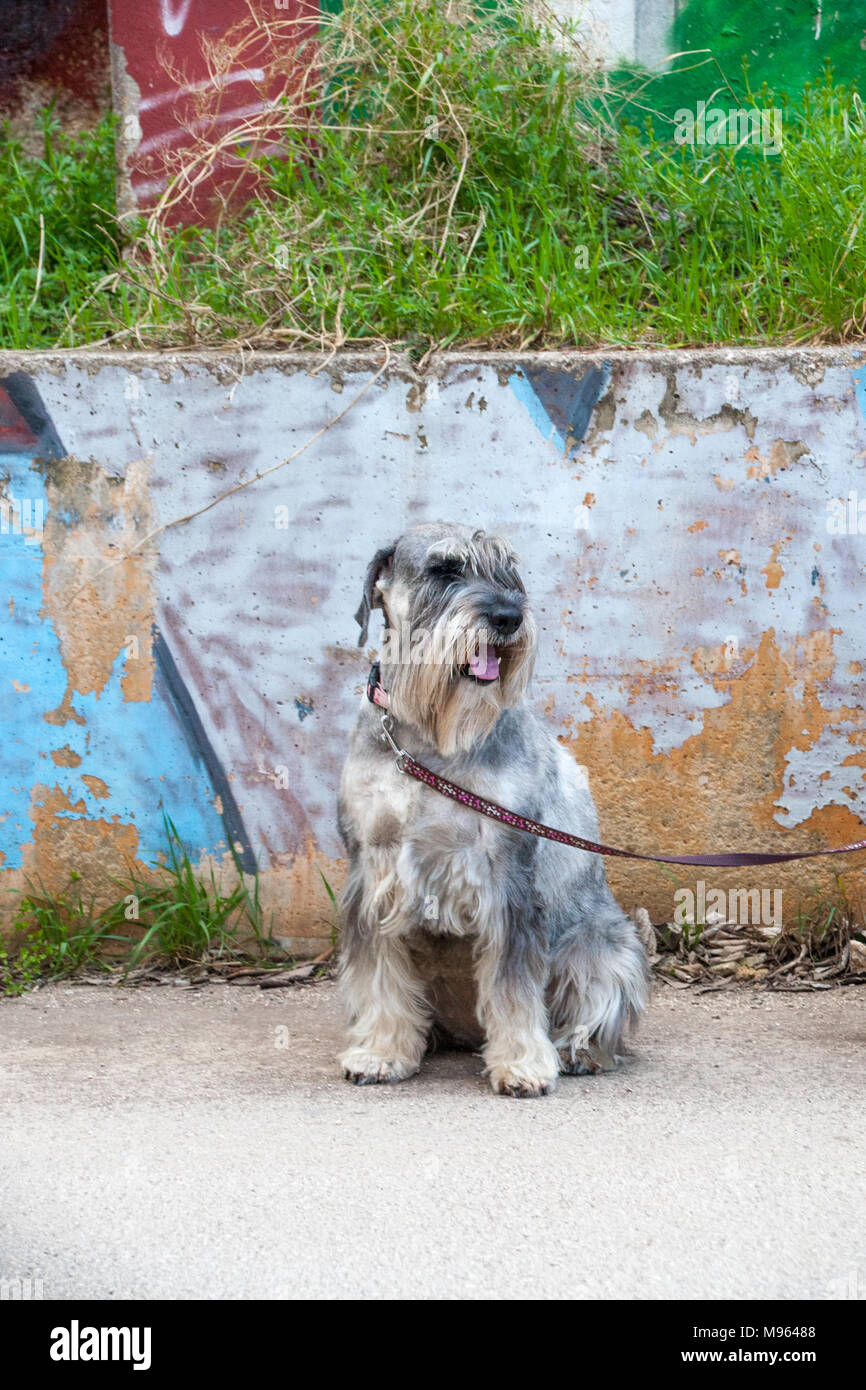 Schnauzer Standard verticale Foto Stock
