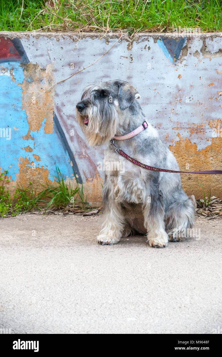 Schnauzer Standard verticale Foto Stock