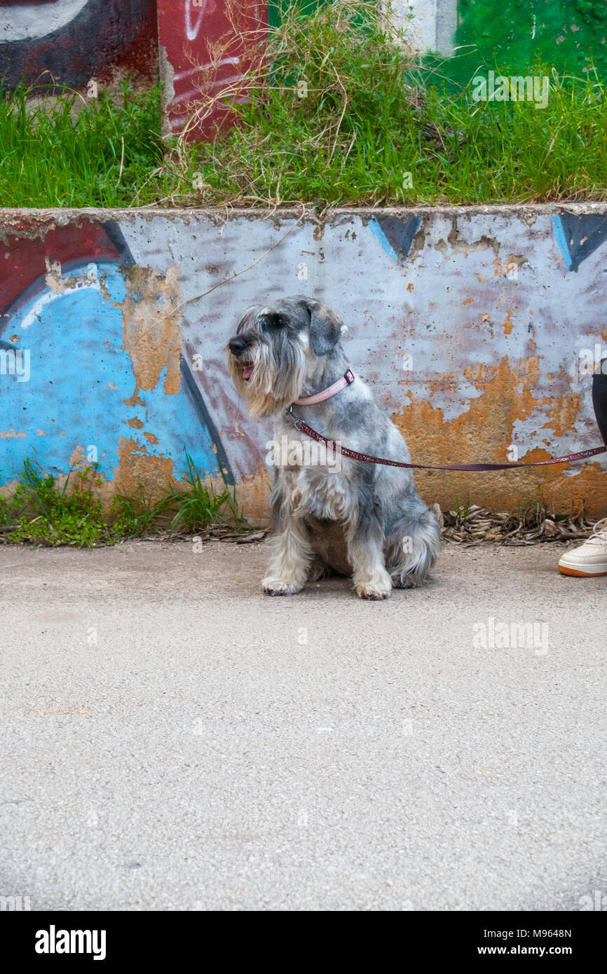 Schnauzer Standard verticale Foto Stock