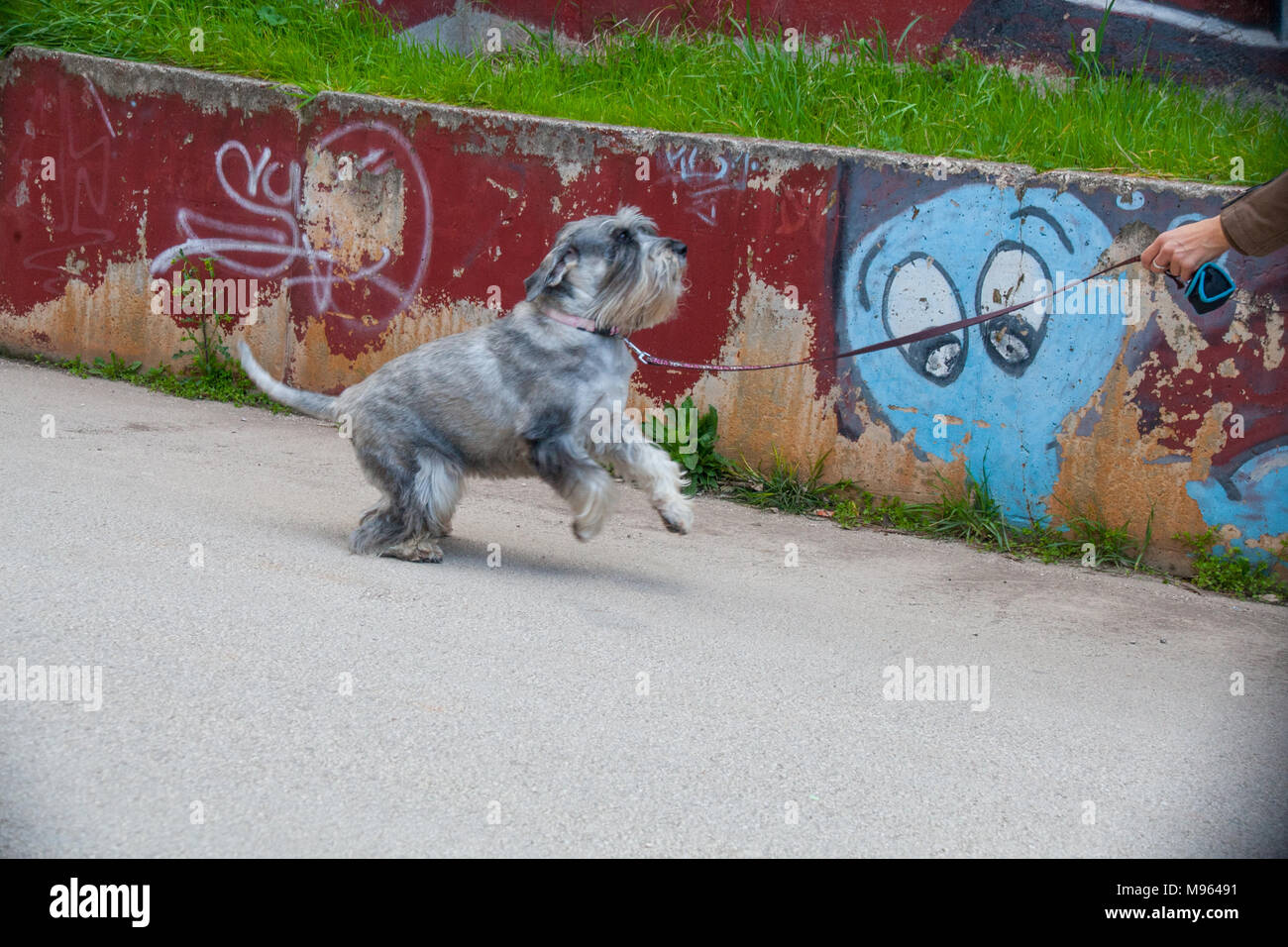 Schnauzer Standard verticale Foto Stock