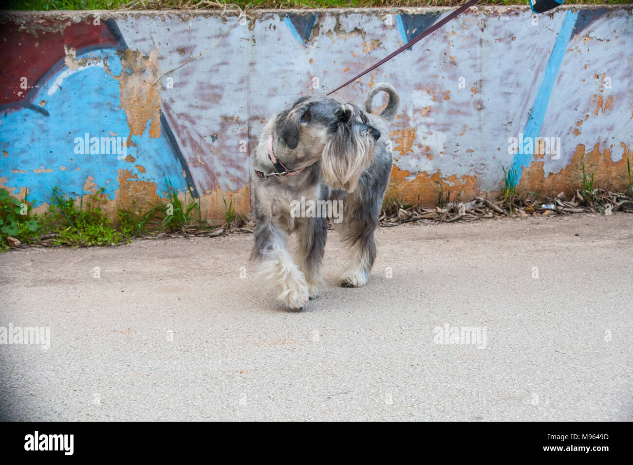 Schnauzer Standard verticale Foto Stock