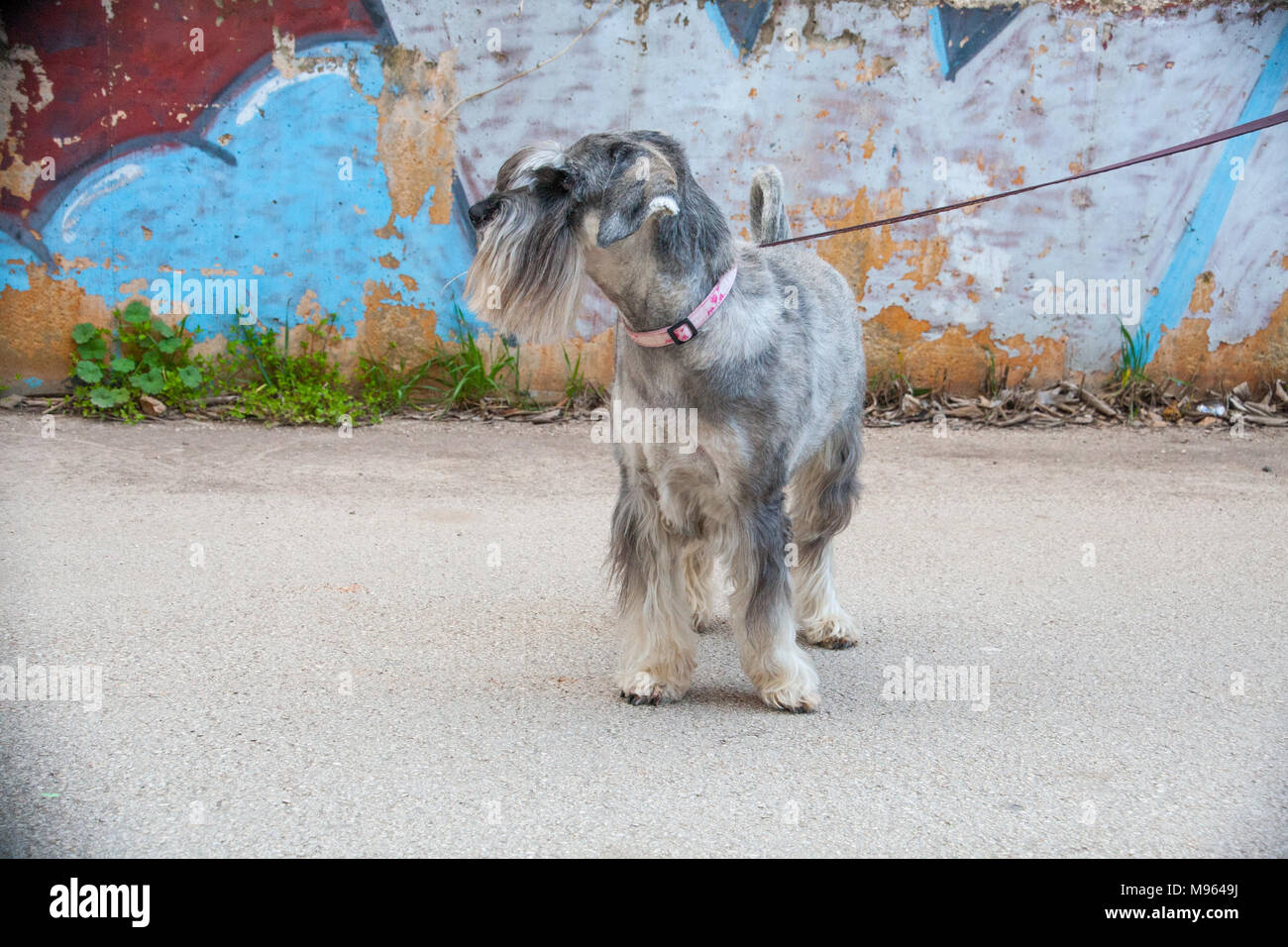 Schnauzer Standard verticale Foto Stock