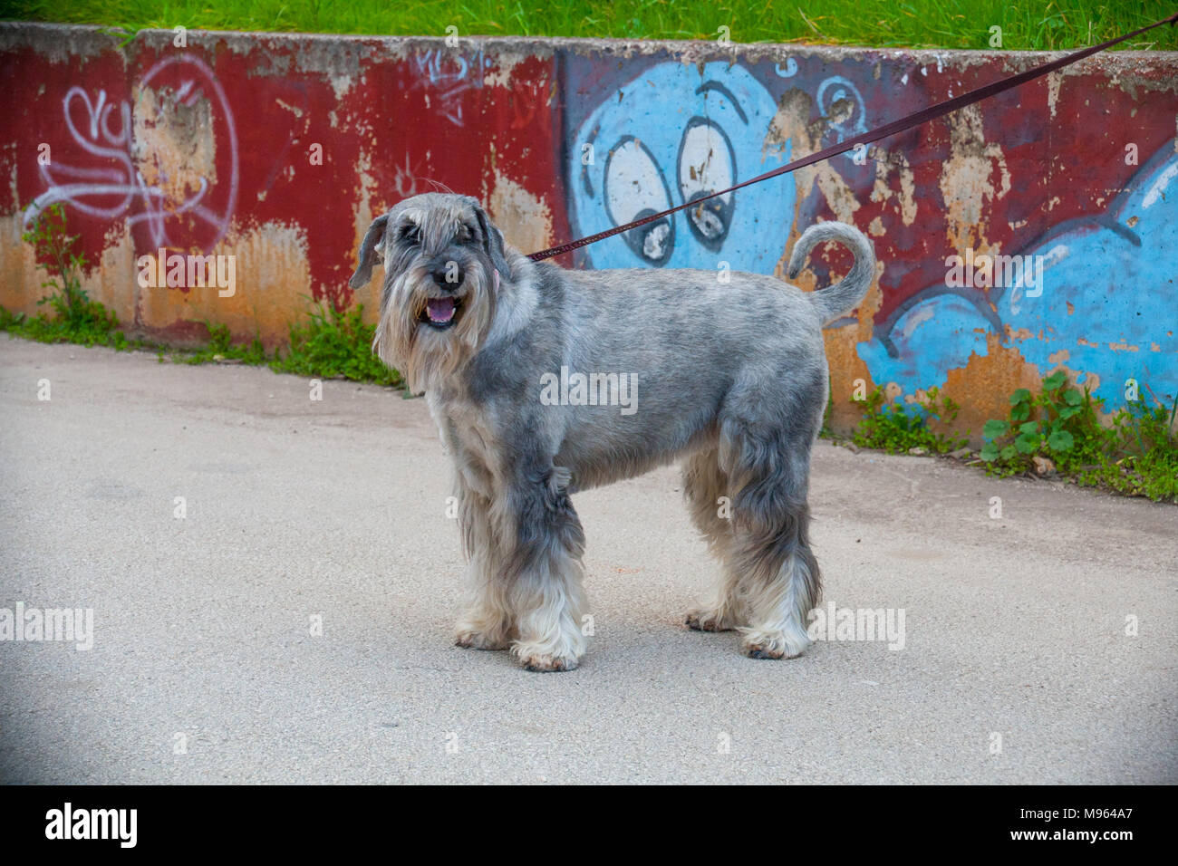 Schnauzer Standard verticale Foto Stock