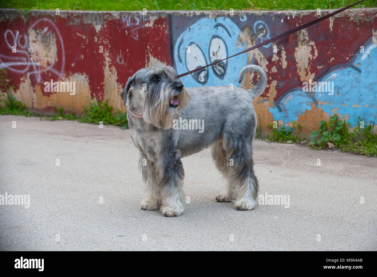 Schnauzer Standard verticale Foto Stock