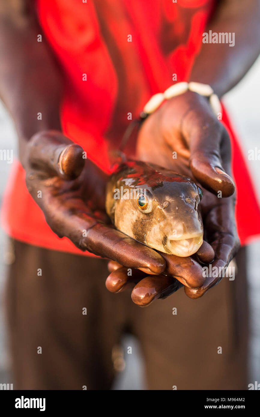 Un locale contiene un Pufferfish dopo essere catturato da un pescatore. Pufferfish possono essere letali se non cotti correttamente in modo che vengono scartati una volta catturato. Kotu, il Gambia. Foto Stock