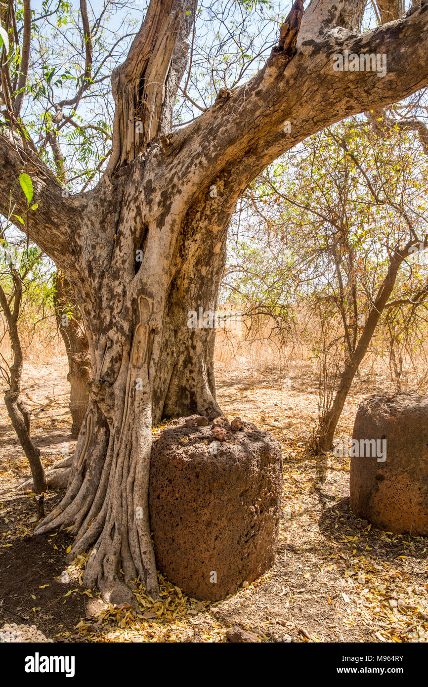 Il Wassu circoli di pietra (o megaliti), a nord di Janjanbureh, è costituito da 11 circoli di pietra. La pietra più alto si trova in questa zona, con un'altezza di 2,59 metri. Foto Stock