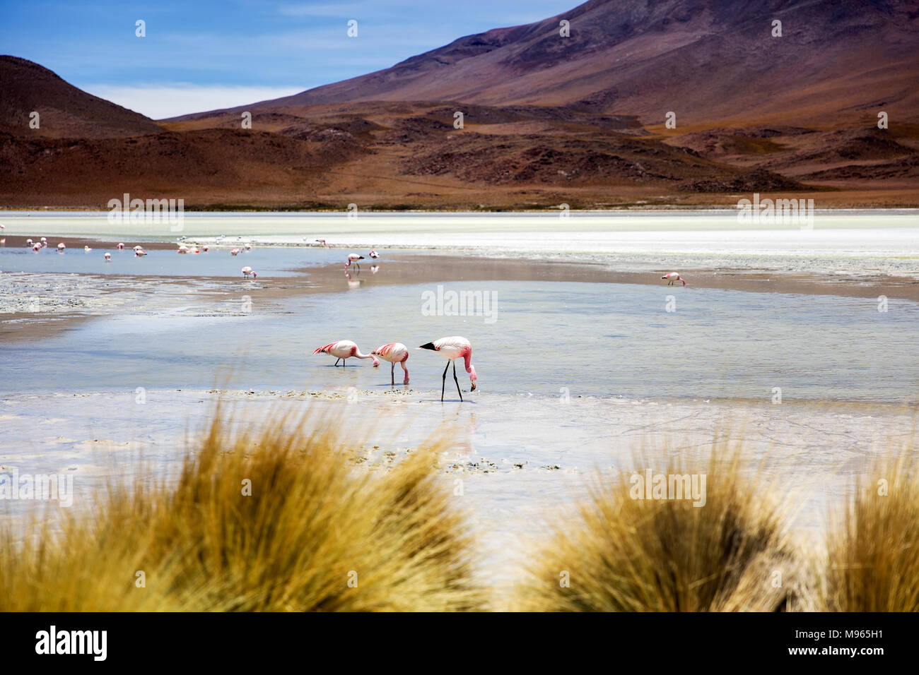 Laguna Hedionda a Eduardo Avaroa fauna Andina riserva nazionale in Bolivia Foto Stock