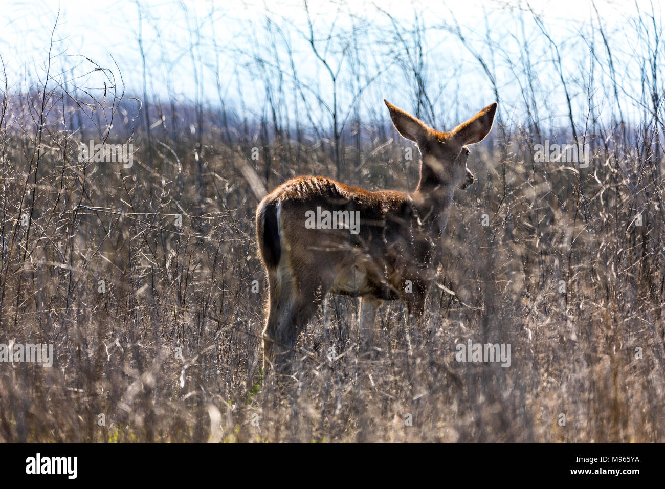 Un California Mule Deer (Odocoileus hemionus californicus) al San Luis National Wildlife Refuge nella valle centrale della California USA Foto Stock