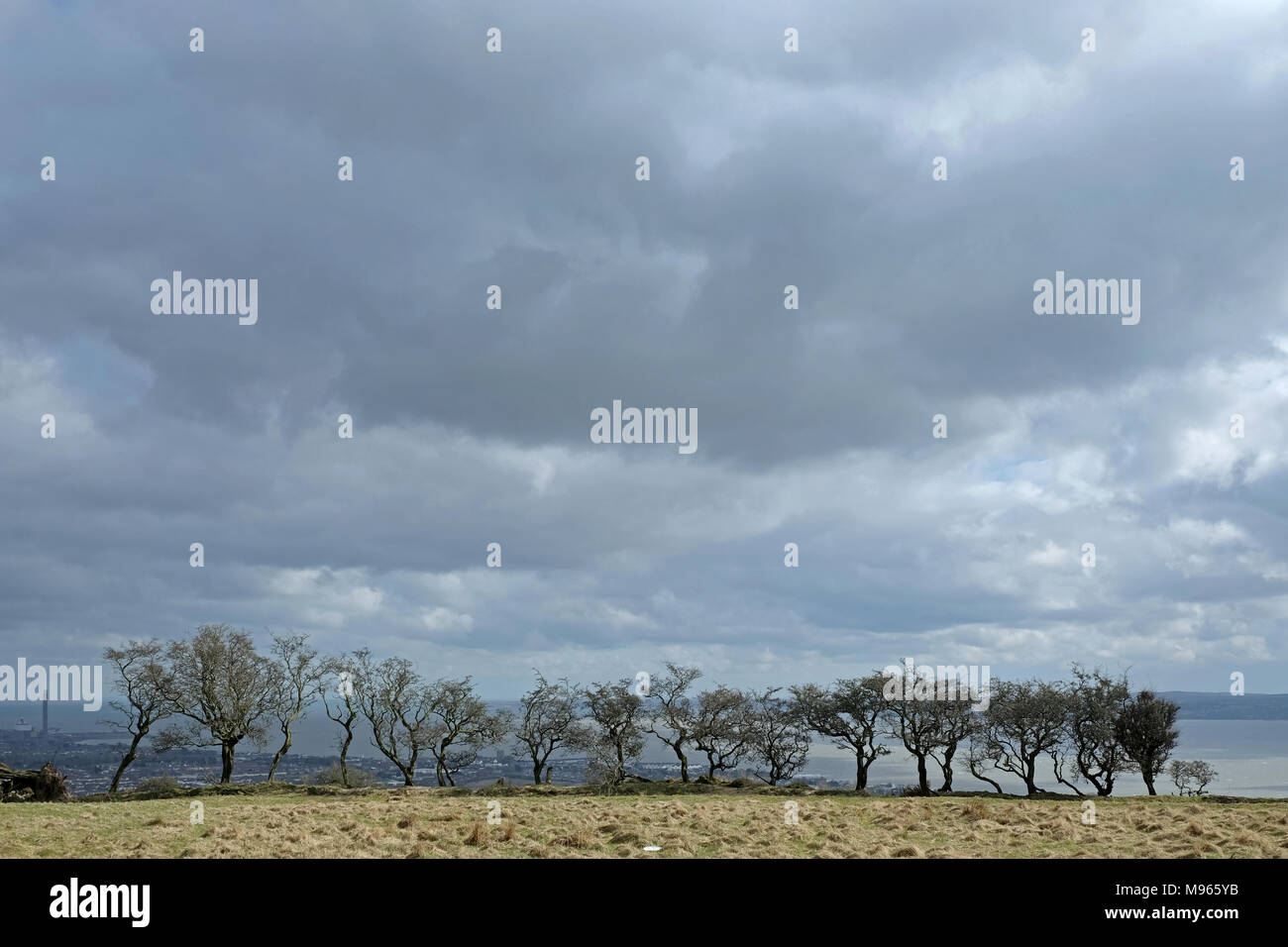 Fila di hawthorne alberi su Knockagh, Carrickfergus, County Antrim, Foto Stock