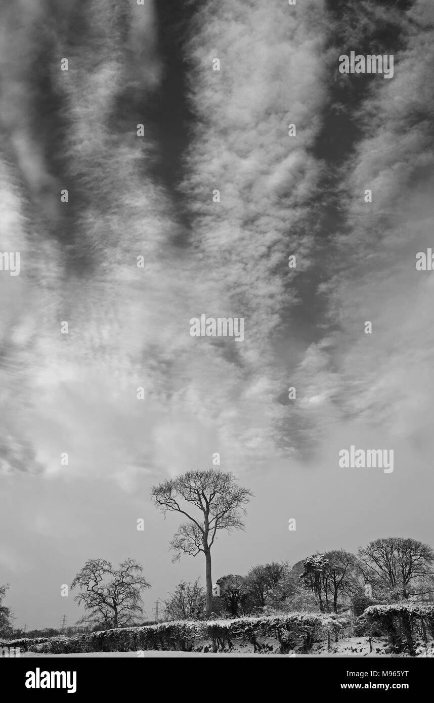 Alta Cirrus cloud su alberi d'inverno, St. Catherine, Rosso Brae Road, Carrickfergus. Foto Stock