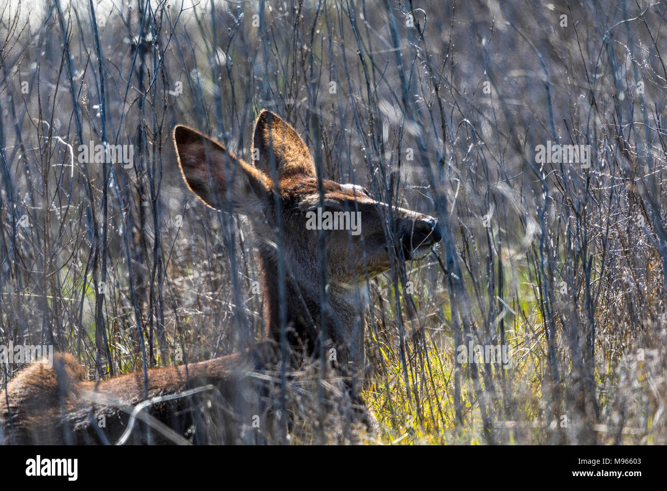 Un California Mule Deer (Odocoileus hemionus californicus) al San Luis National Wildlife Refuge nella valle centrale della California USA Foto Stock