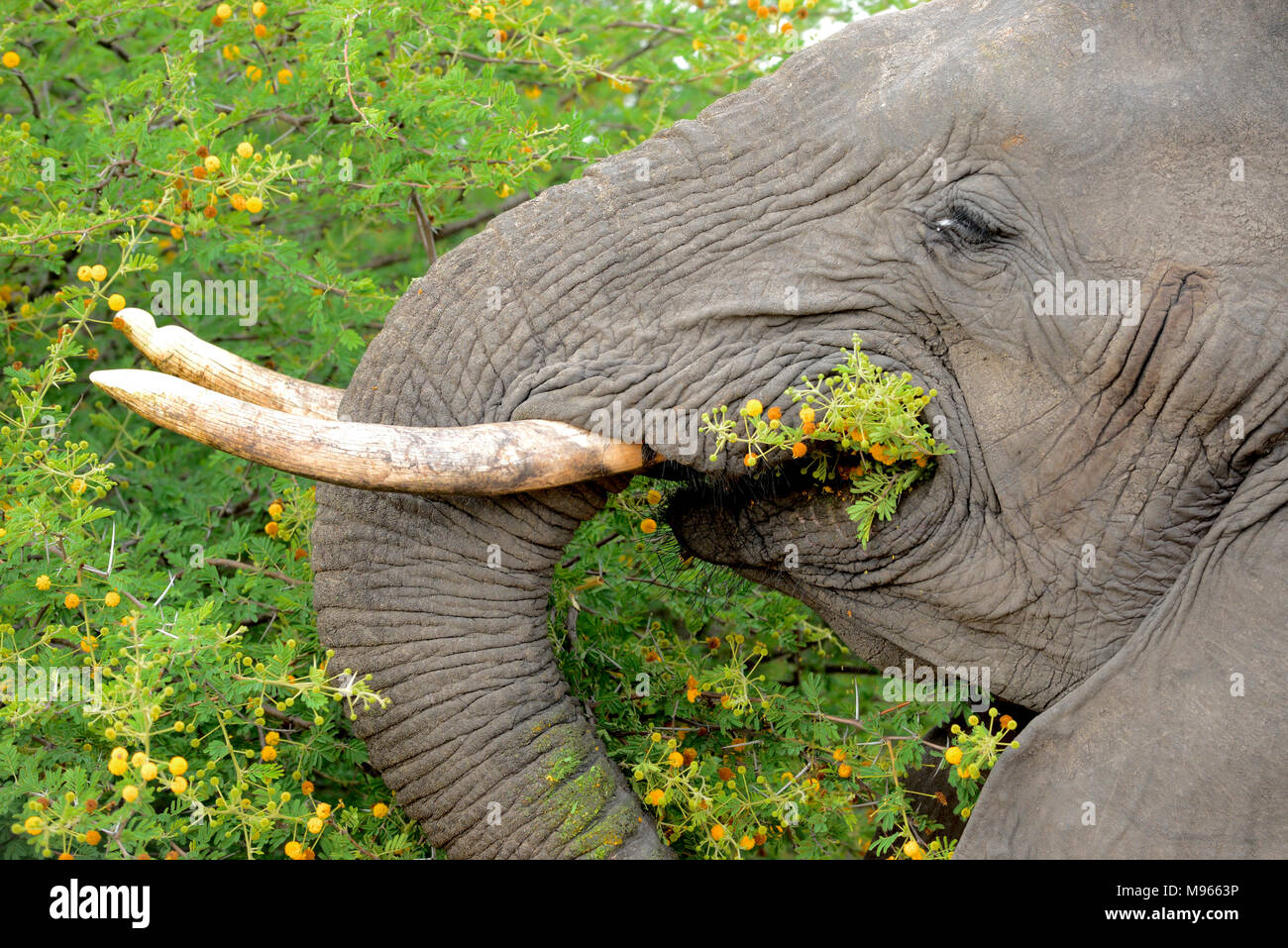 Il Sudafrica è una destinazione turistica popolare per la sua miscela di veri africani e esperienze europee. Il Kruger Park elephant mangiare spine di acacia. Foto Stock