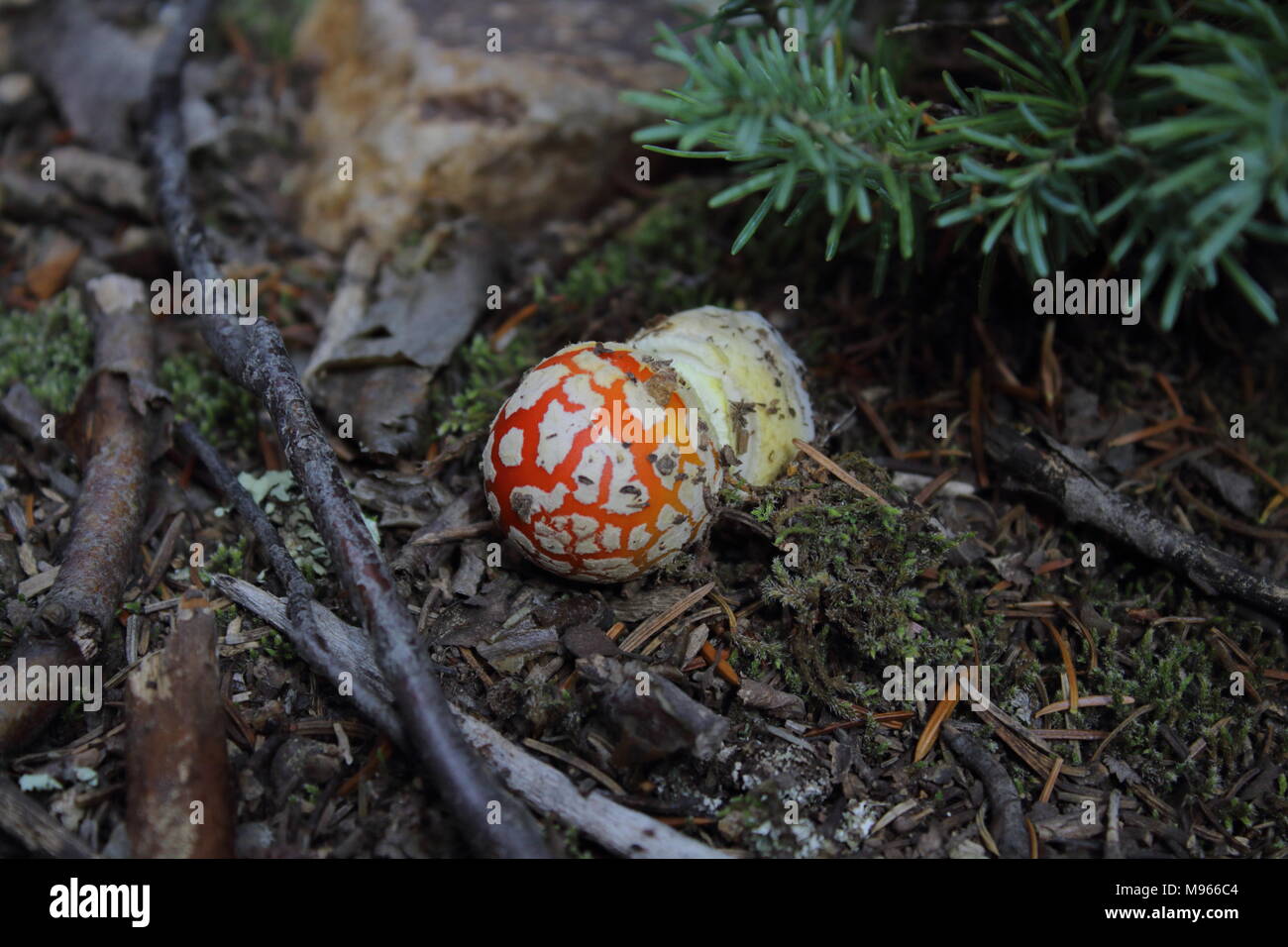 Piccolo amanita muscaria/ fungo rosso con macchie bianche trovati intorno a moss e ramoscelli in una valle di montagna Foto Stock