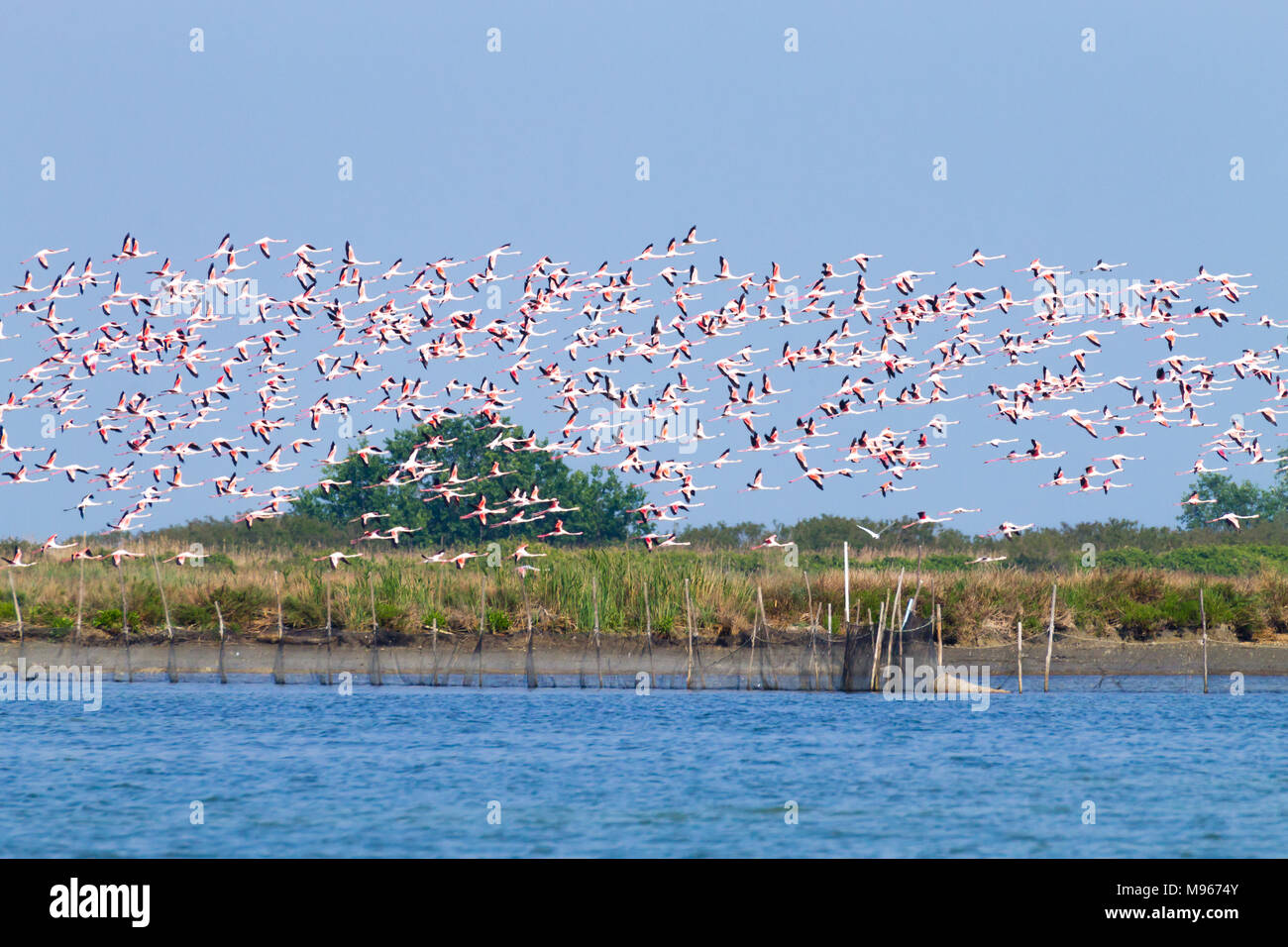 Stormo di fenicotteri rosa da "Delta del Po' laguna, Italia. Panorama della natura Foto Stock