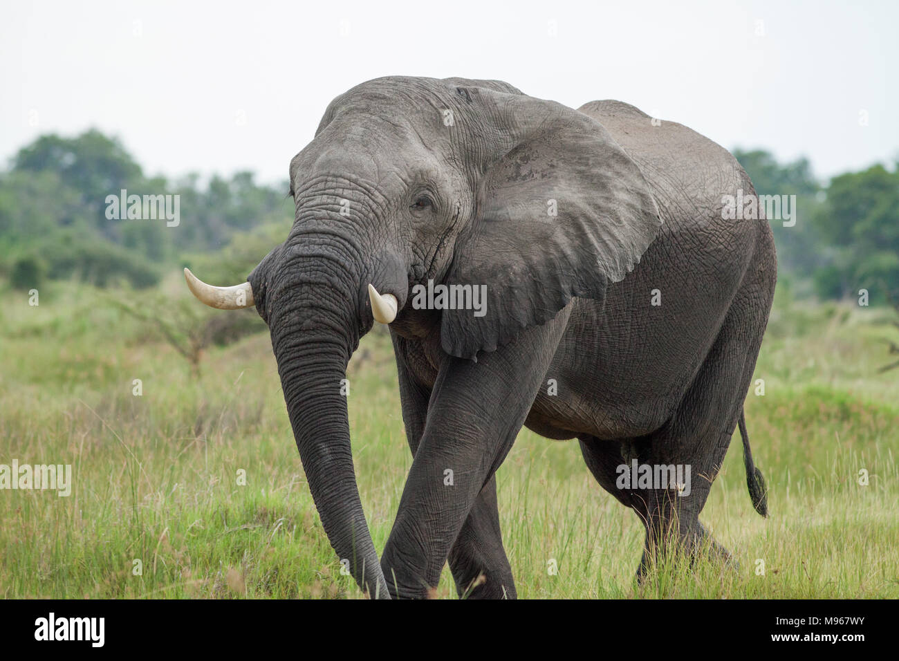 Elefante africano (Loxodonta africana). Adulto bull avvicina. Chobe National Park. Okavango Delta. Il Botswana. L'Africa. Foto Stock