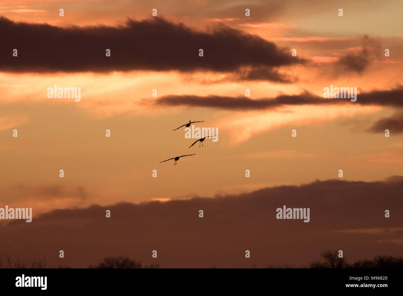 In via di estinzione Sandhill gru (Grus canadensis) preparare la terra al tramonto al fiume Cosumnes preservare a sud di Sacramento, California Foto Stock