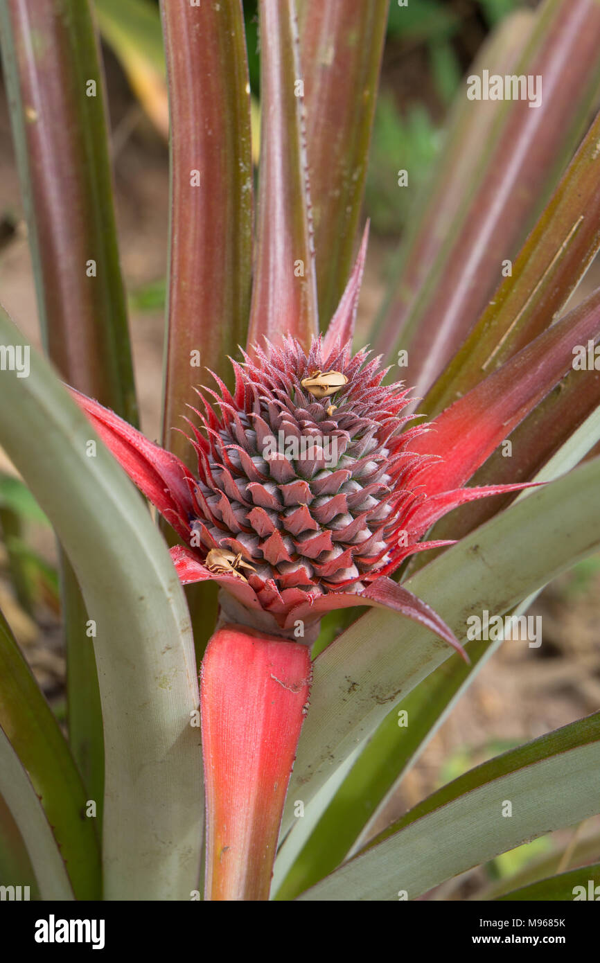 Ananas (Ananas comosus) formando su di un impianto in una piantagione a Zanzibar Foto Stock