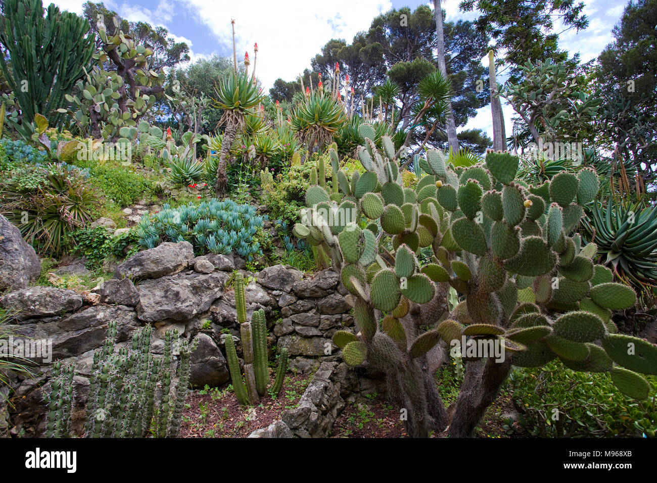 Il giardino dei Cactus di Villa Ephrussi de Rothschild, Capo Ferrat, il sud della Francia, Var, Costa Azzurra, Francia, Europa Foto Stock