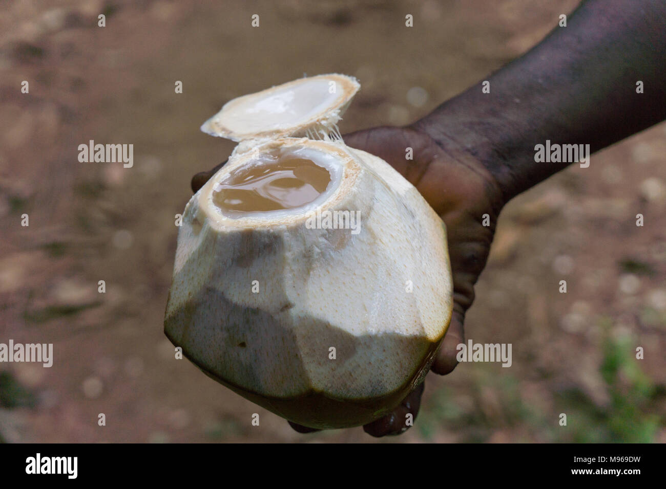 Appena aperto il cocco pieno di acqua di cocco viene offerto come bevanda Foto Stock